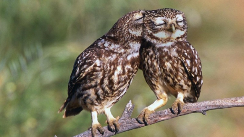 18 photos of which owls can be proud 18 photos of which owls can be proud