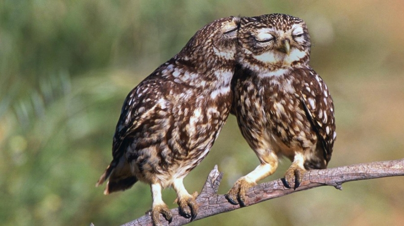 18 photos of which owls can be proud 18 photos of which owls can be proud