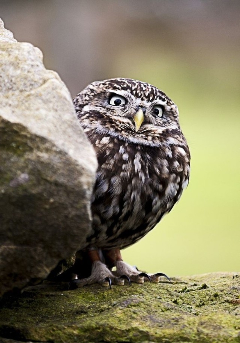 18 photos of which owls can be proud 18 photos of which owls can be proud