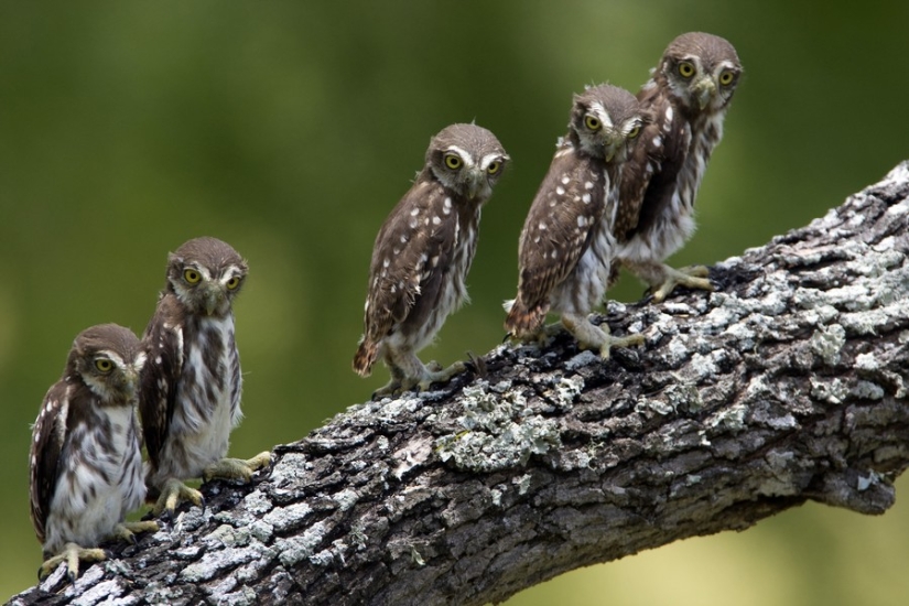 18 photos of which owls can be proud 18 photos of which owls can be proud