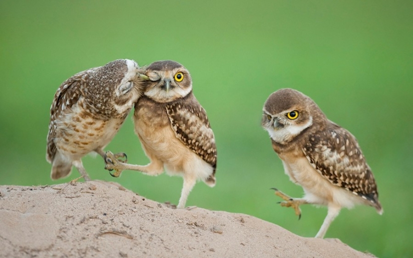 18 photos of which owls can be proud 18 photos of which owls can be proud