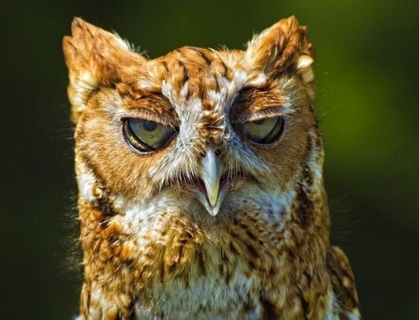 18 photos of which owls can be proud 18 photos of which owls can be proud