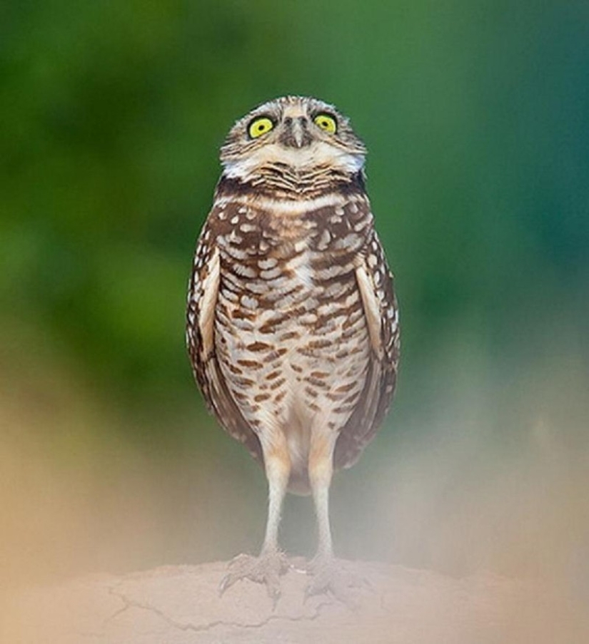 18 photos of which owls can be proud 18 photos of which owls can be proud