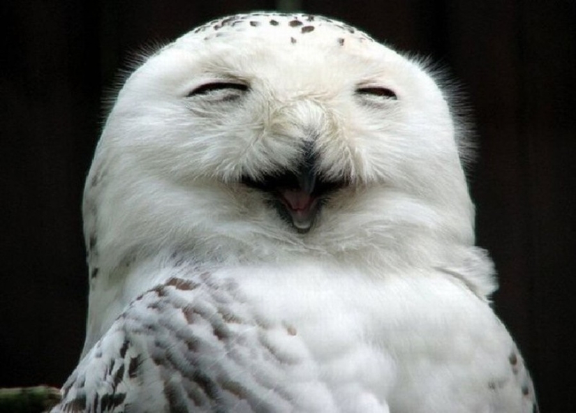 18 photos of which owls can be proud 18 photos of which owls can be proud