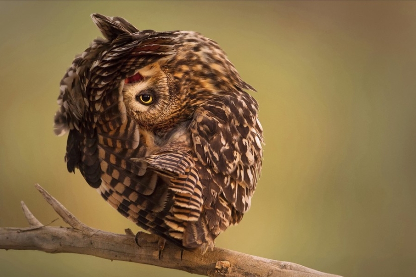18 photos of which owls can be proud 18 photos of which owls can be proud