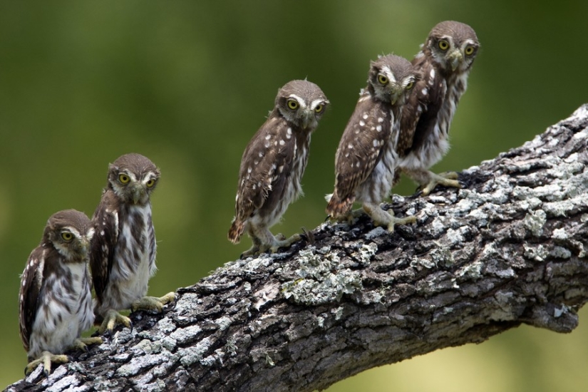 18 photos that owls can be proud of