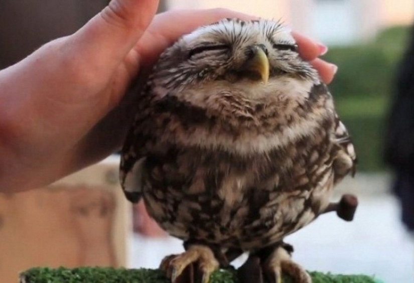 18 photos that owls can be proud of