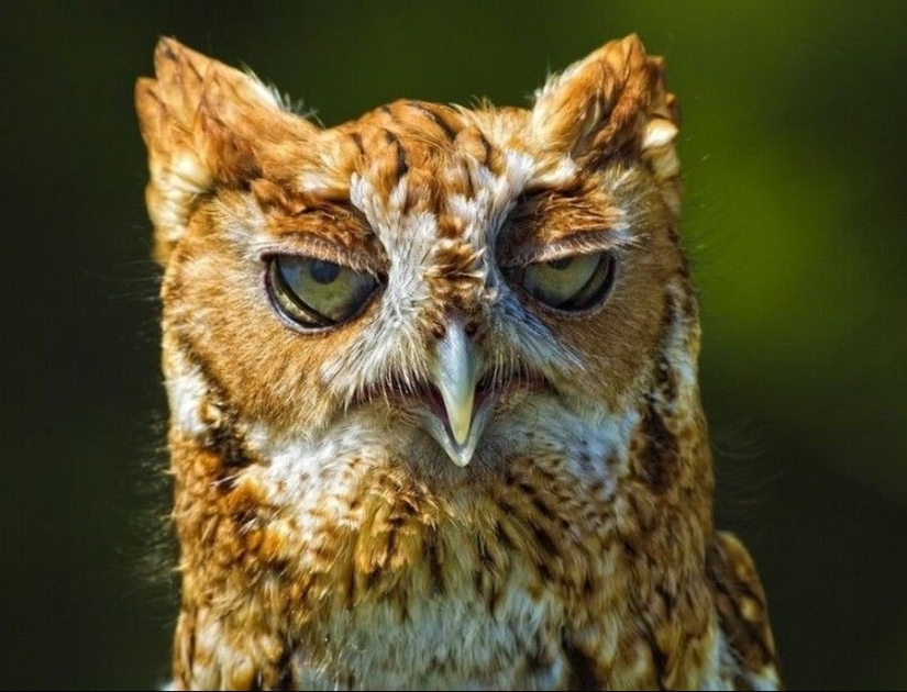 18 photos that owls can be proud of