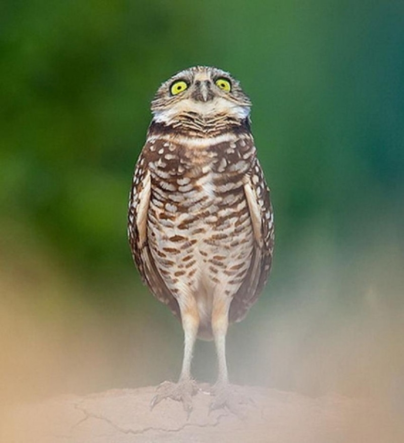 18 photos that owls can be proud of
