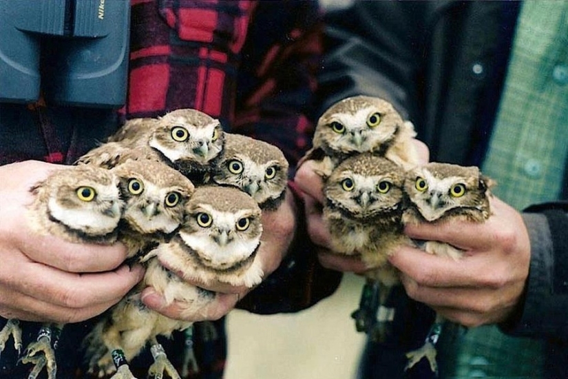 18 photos that owls can be proud of