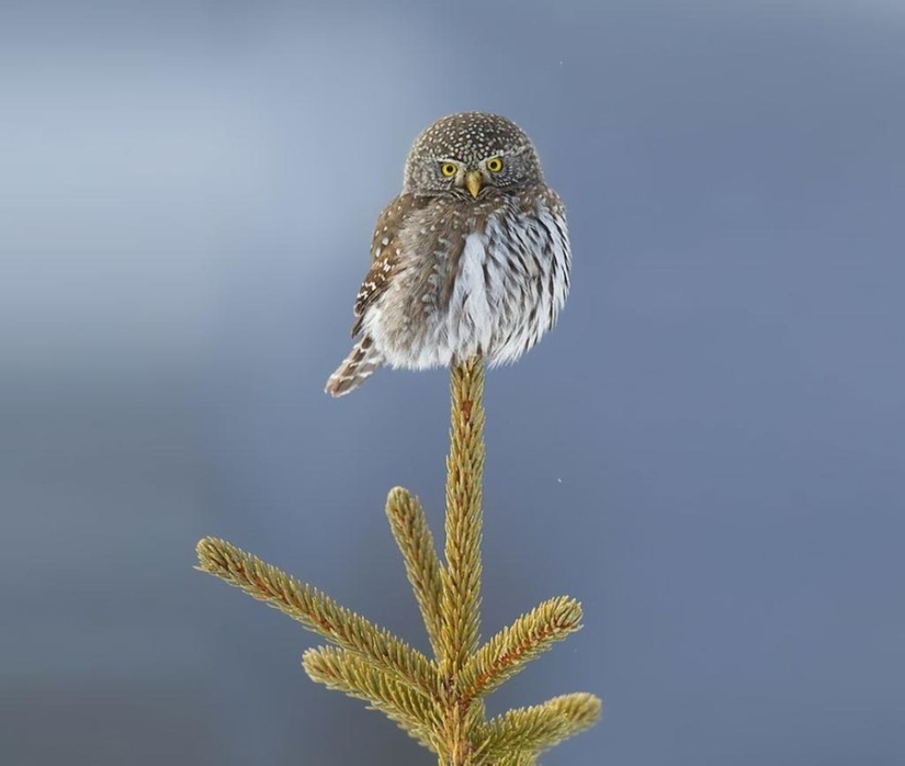 18 photos that owls can be proud of