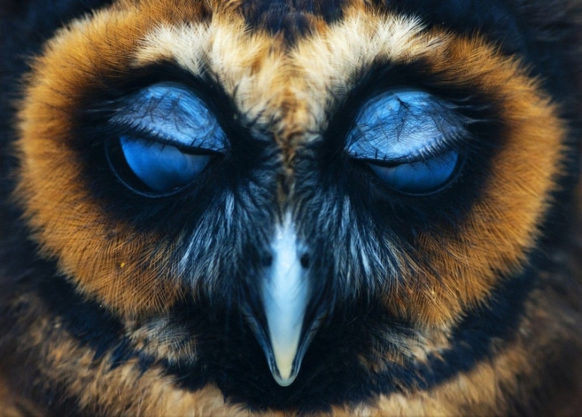 18 photos that owls can be proud of