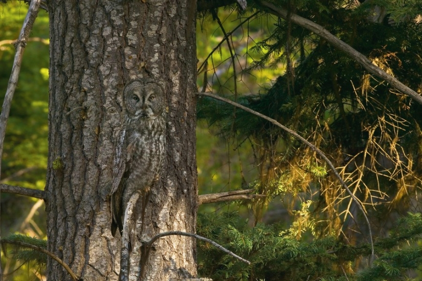 18 photos that owls can be proud of