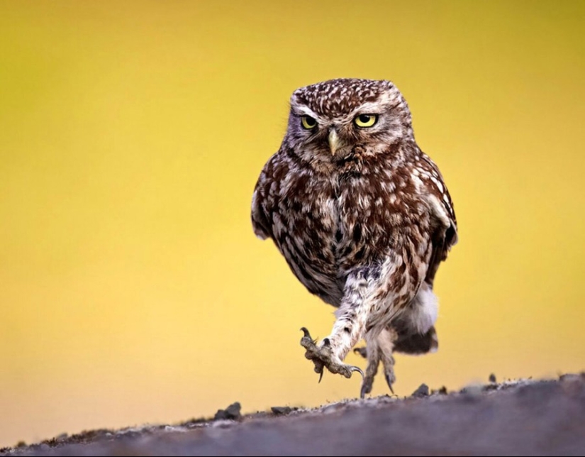 18 photos that owls can be proud of