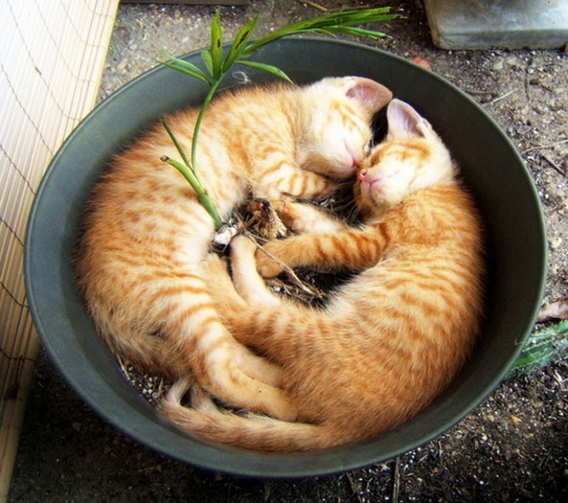 18 Proofs That Cats Are Plants
