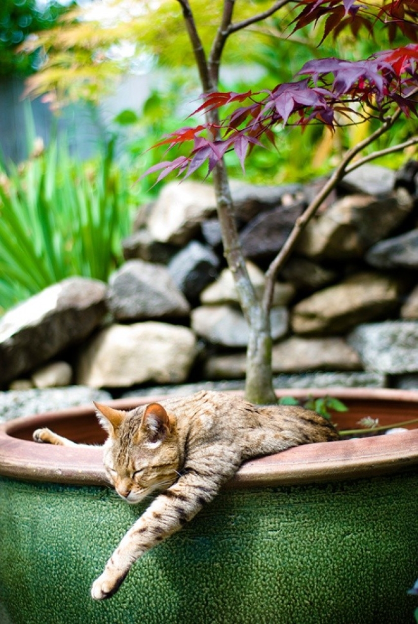 18 Proofs That Cats Are Plants