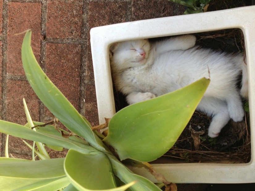 18 Proofs That Cats Are Plants