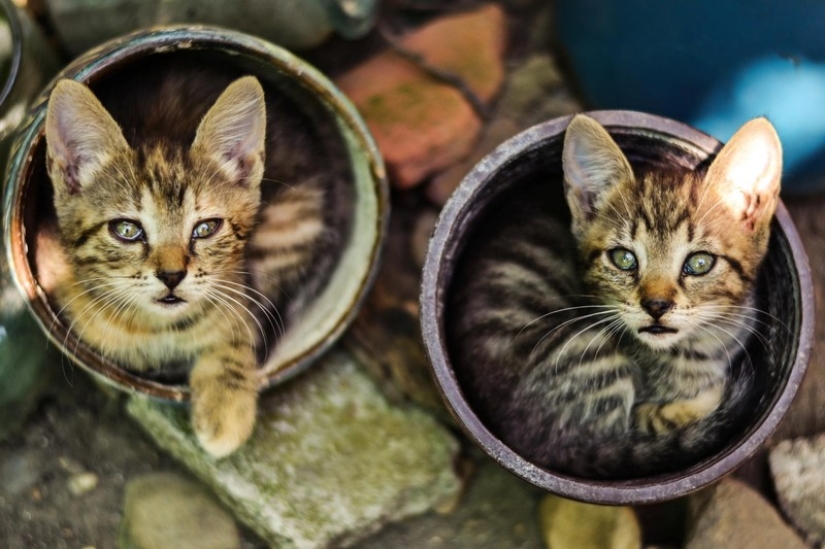 18 Proofs That Cats Are Plants