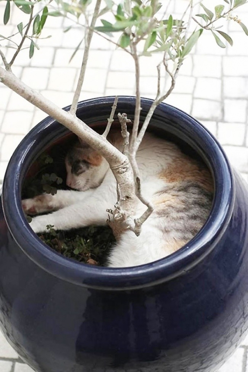 18 Proofs That Cats Are Plants