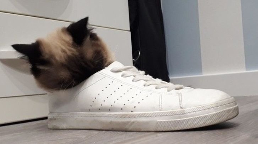 18 pruebas de que a veces no puedes creer lo que ves