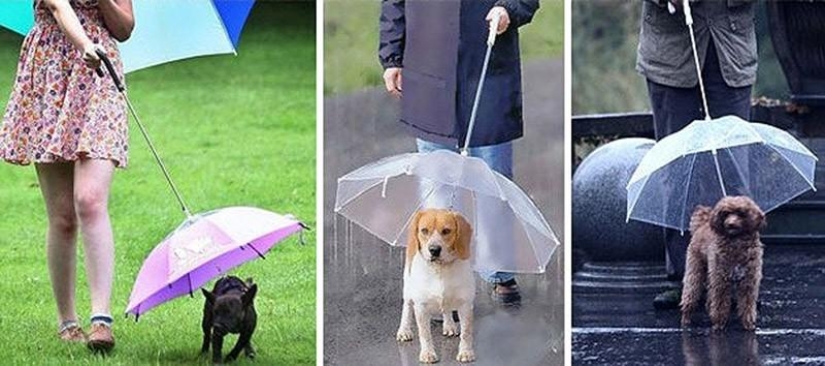 19 Amazing Umbrellas for Fall