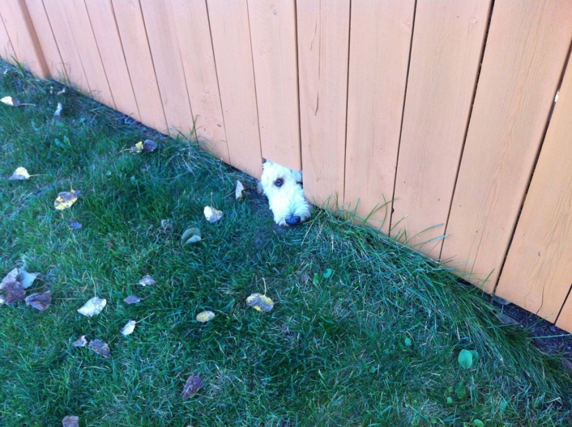 19 Dogs Who Just Wanted to Say Hello