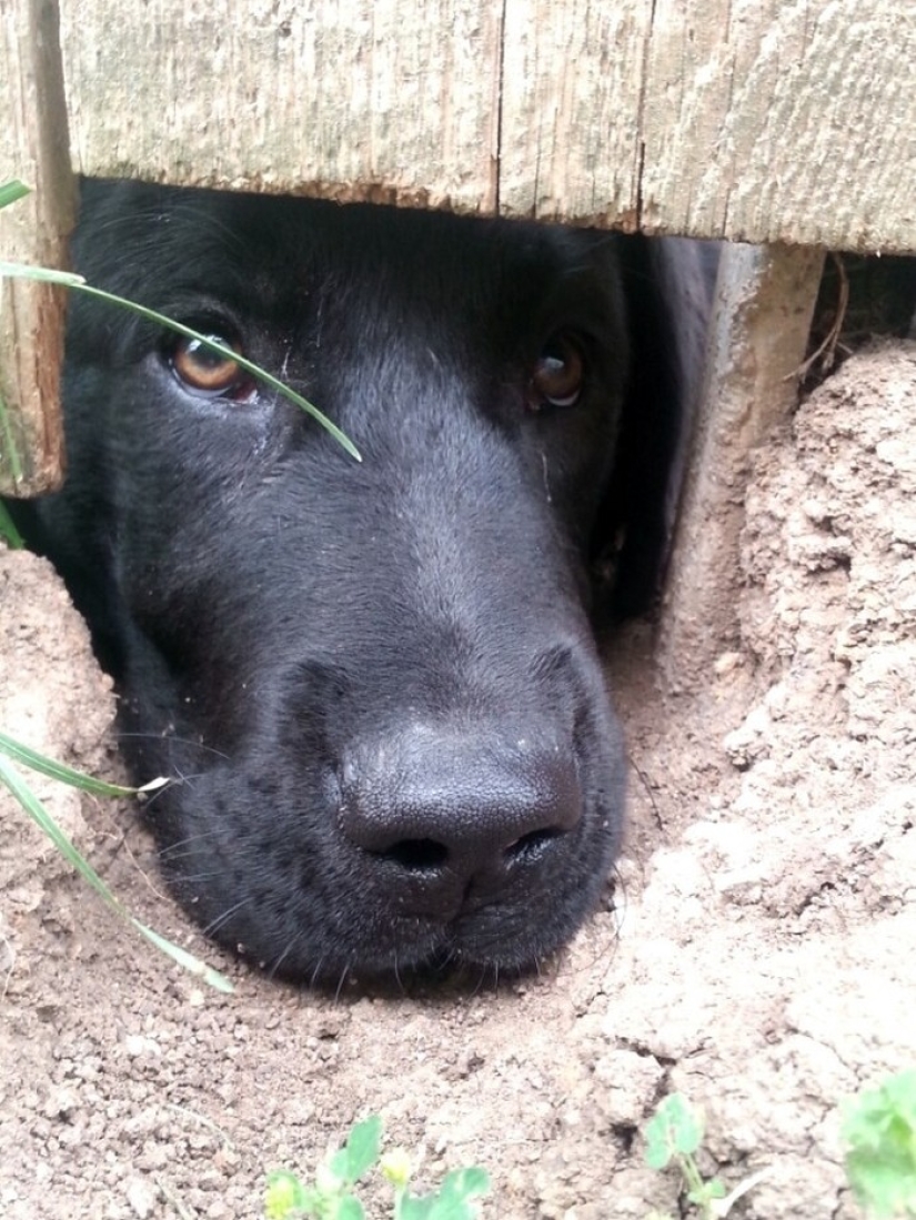 19 Dogs Who Just Wanted to Say Hello