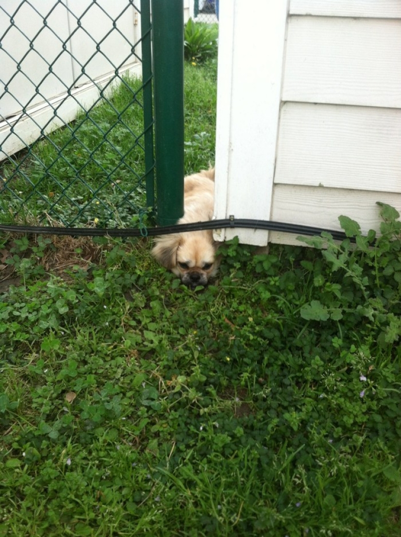 19 Dogs Who Just Wanted to Say Hello