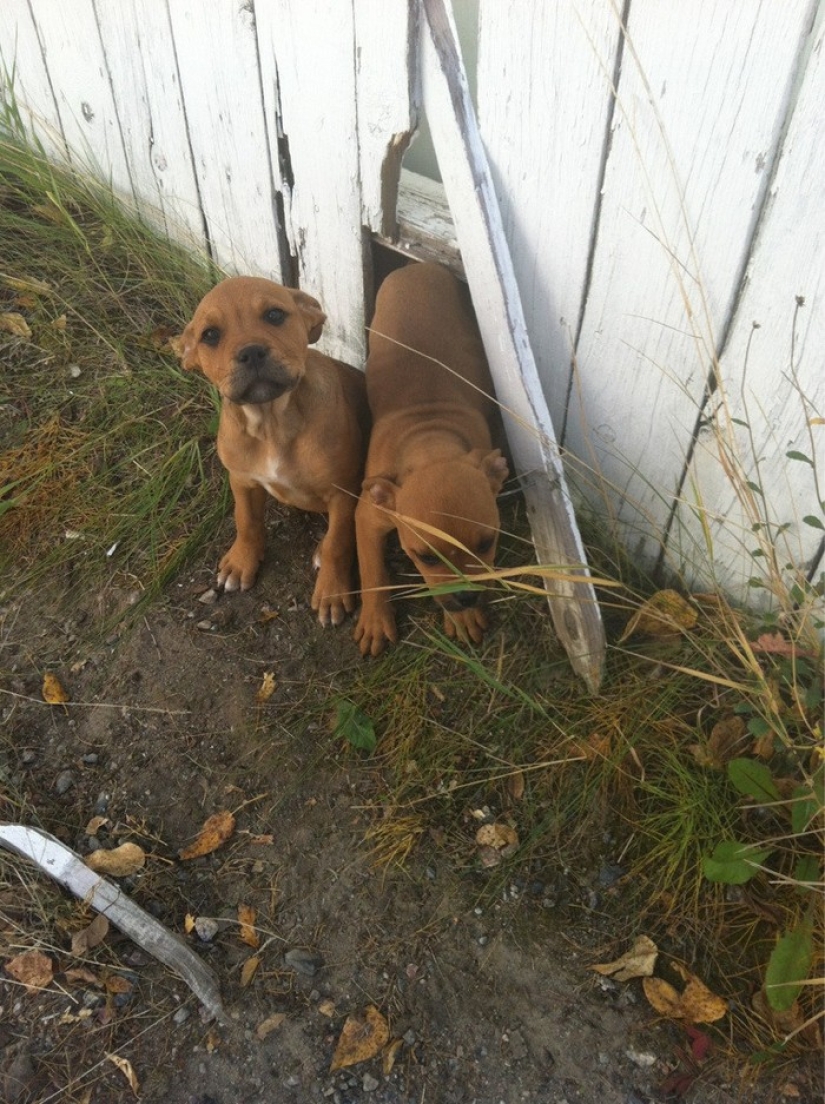 19 Dogs Who Just Wanted to Say Hello