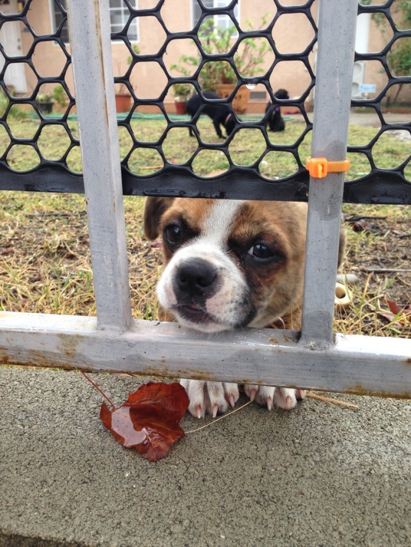 19 Dogs Who Just Wanted to Say Hello