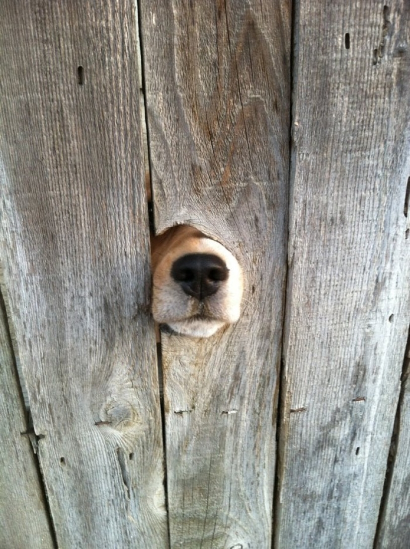 19 Dogs Who Just Wanted to Say Hello