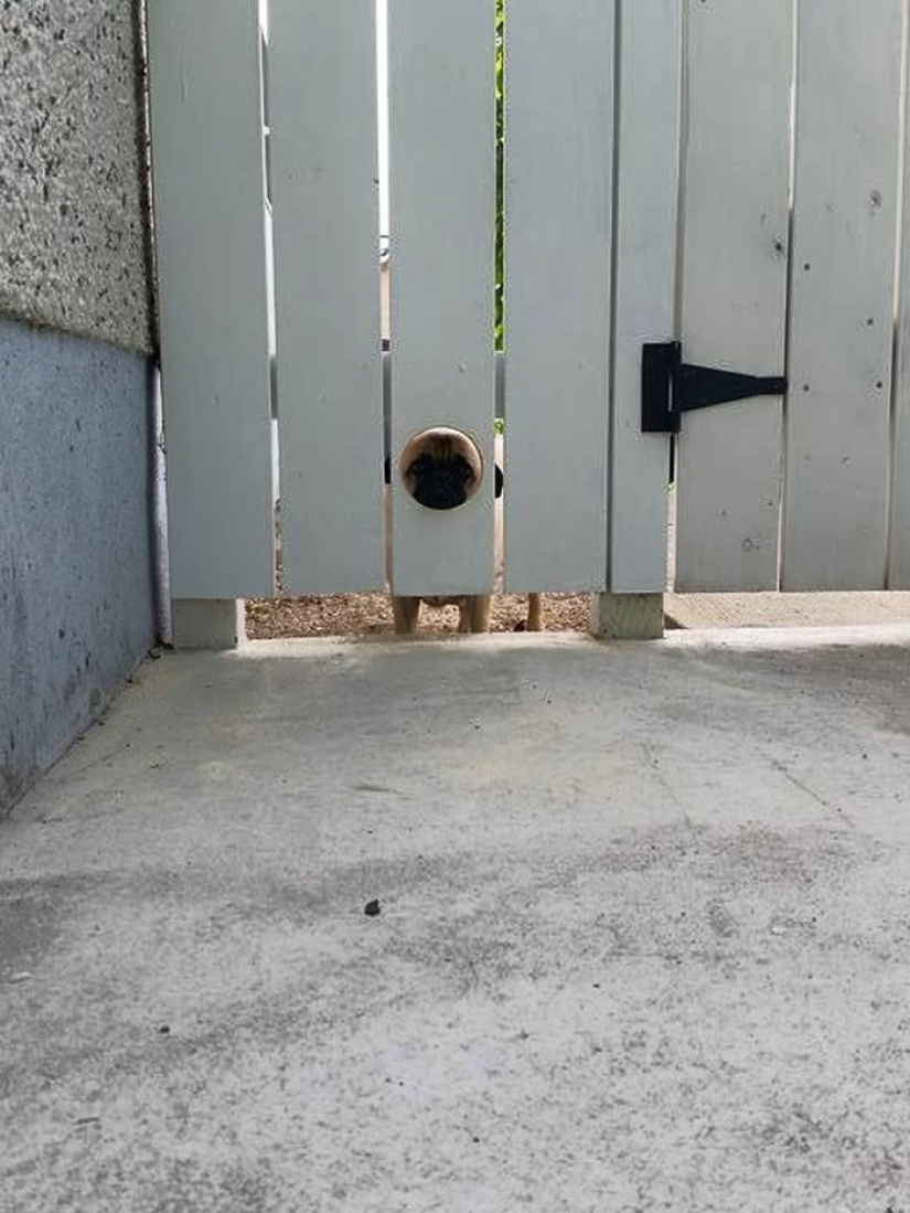 19 Dogs Who Just Wanted to Say Hello