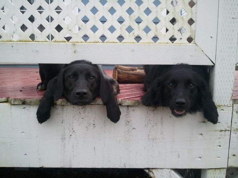 19 Dogs Who Just Wanted to Say Hello