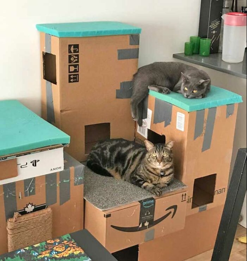 19 ocasiones en las que los gatos no tenían idea de lo mimados que estaban 19 ocasiones en las que los gatos no tenían idea de lo mimados que estaban