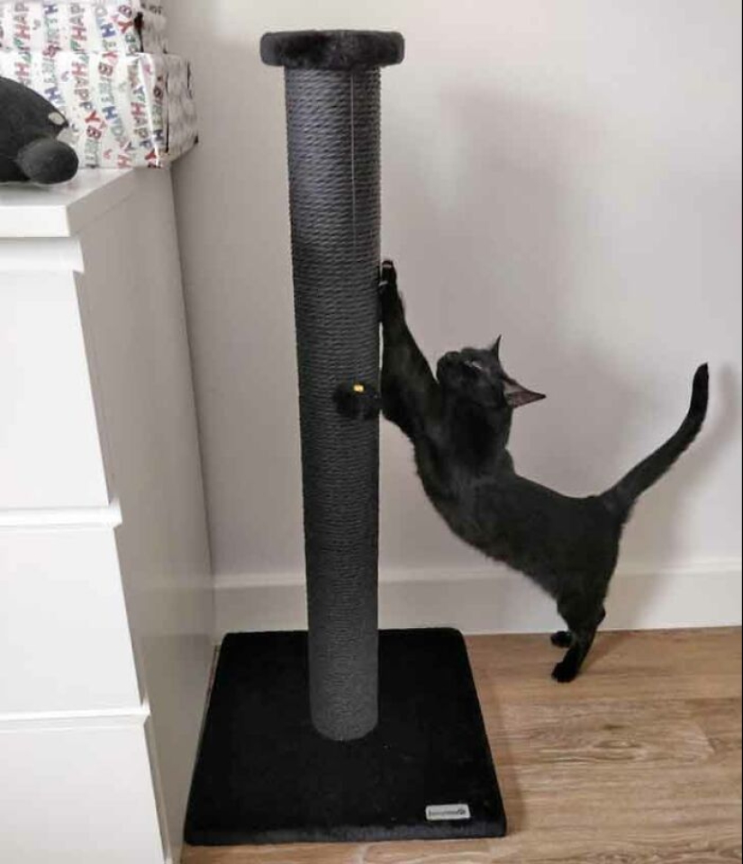 19 ocasiones en las que los gatos no tenían idea de lo mimados que estaban 19 ocasiones en las que los gatos no tenían idea de lo mimados que estaban