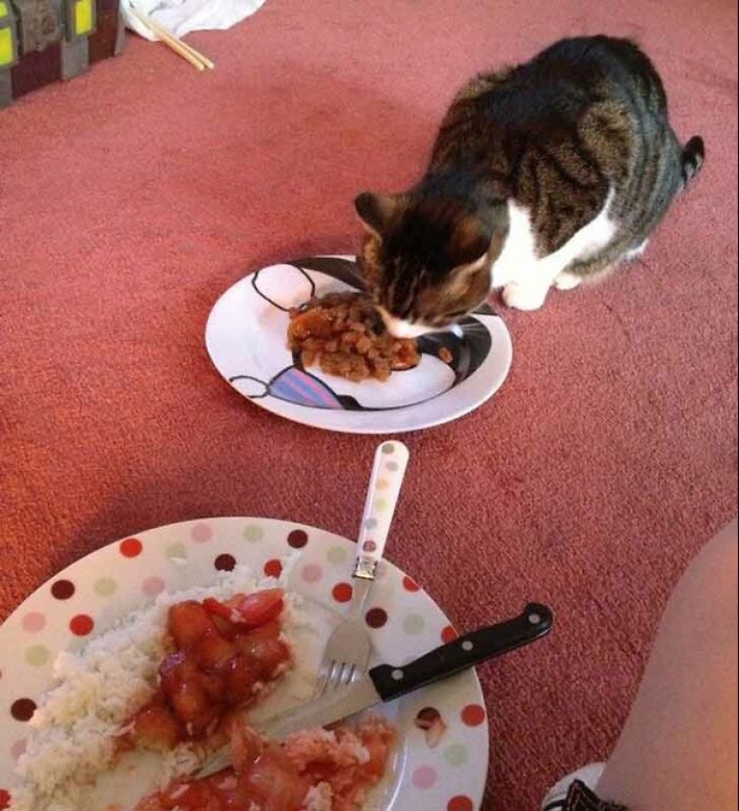 19 ocasiones en las que los gatos no tenían idea de lo mimados que estaban 19 ocasiones en las que los gatos no tenían idea de lo mimados que estaban