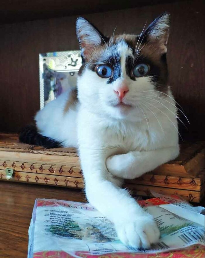 19 ocasiones en las que los gatos no tenían idea de lo mimados que estaban 19 ocasiones en las que los gatos no tenían idea de lo mimados que estaban