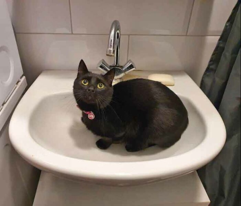 19 ocasiones en las que los gatos no tenían idea de lo mimados que estaban 19 ocasiones en las que los gatos no tenían idea de lo mimados que estaban