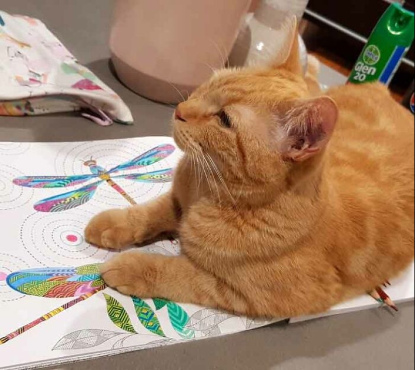 19 ocasiones en las que los gatos no tenían idea de lo mimados que estaban 19 ocasiones en las que los gatos no tenían idea de lo mimados que estaban
