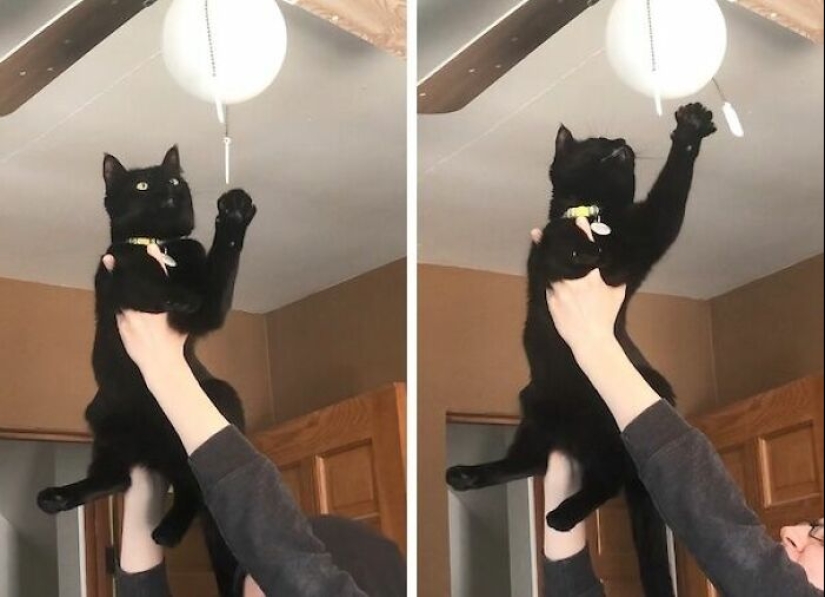 19 ocasiones en las que los gatos no tenían idea de lo mimados que estaban 19 ocasiones en las que los gatos no tenían idea de lo mimados que estaban