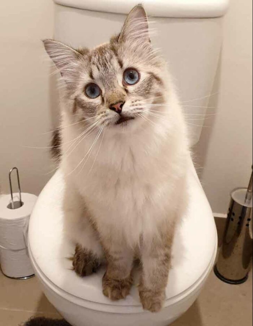 19 ocasiones en las que los gatos no tenían idea de lo mimados que estaban 19 ocasiones en las que los gatos no tenían idea de lo mimados que estaban