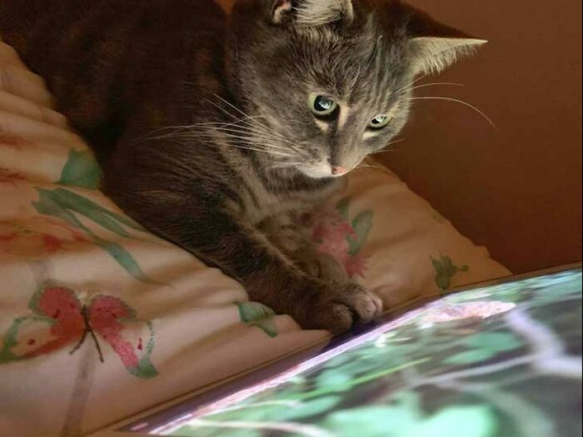 19 ocasiones en las que los gatos no tenían idea de lo mimados que estaban 19 ocasiones en las que los gatos no tenían idea de lo mimados que estaban