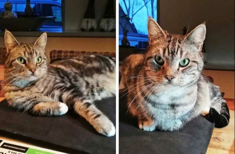 19 ocasiones en las que los gatos no tenían idea de lo mimados que estaban 19 ocasiones en las que los gatos no tenían idea de lo mimados que estaban