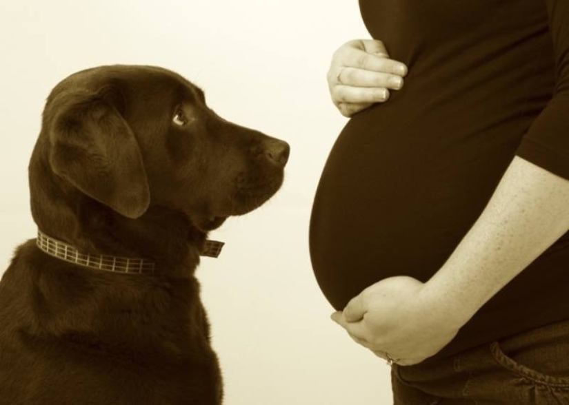 19 perros que realmente esperan tener bebés 19 perros que realmente esperan tener bebés