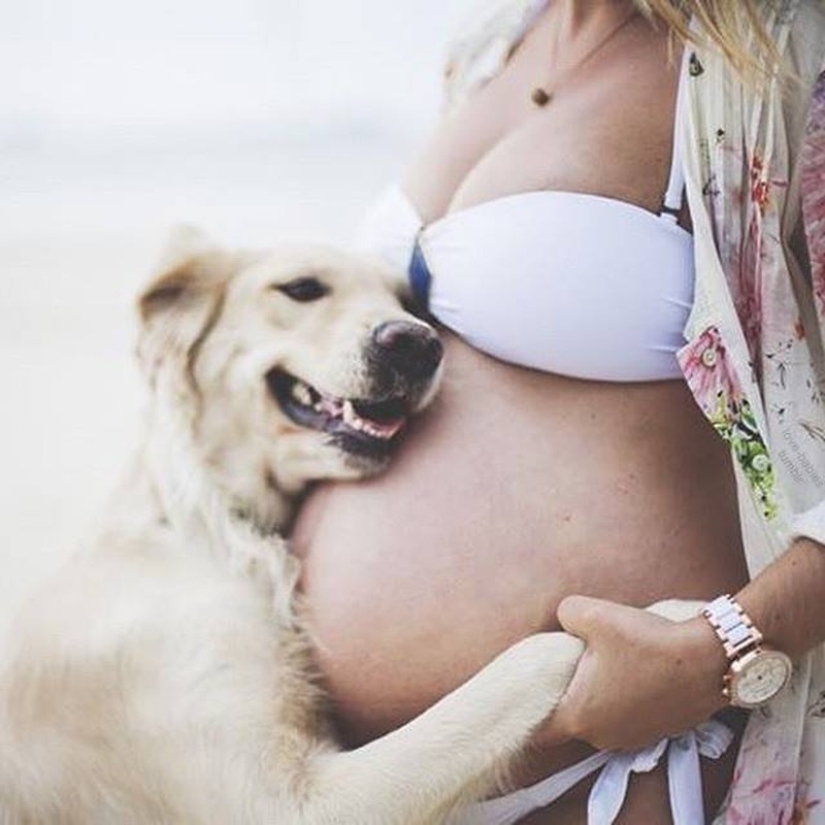 19 perros que realmente esperan tener bebés 19 perros que realmente esperan tener bebés