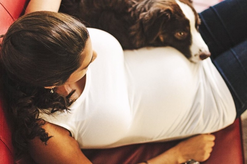 19 perros que realmente esperan tener bebés 19 perros que realmente esperan tener bebés
