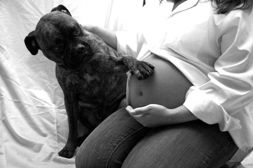 19 perros que realmente esperan tener bebés 19 perros que realmente esperan tener bebés
