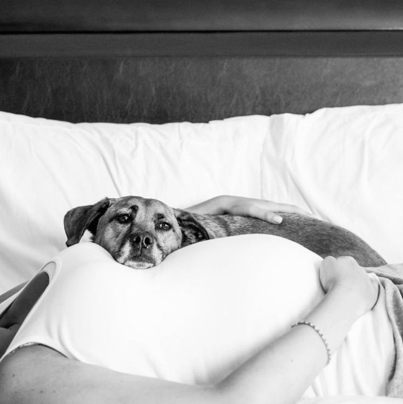 19 perros que realmente esperan tener bebés 19 perros que realmente esperan tener bebés
