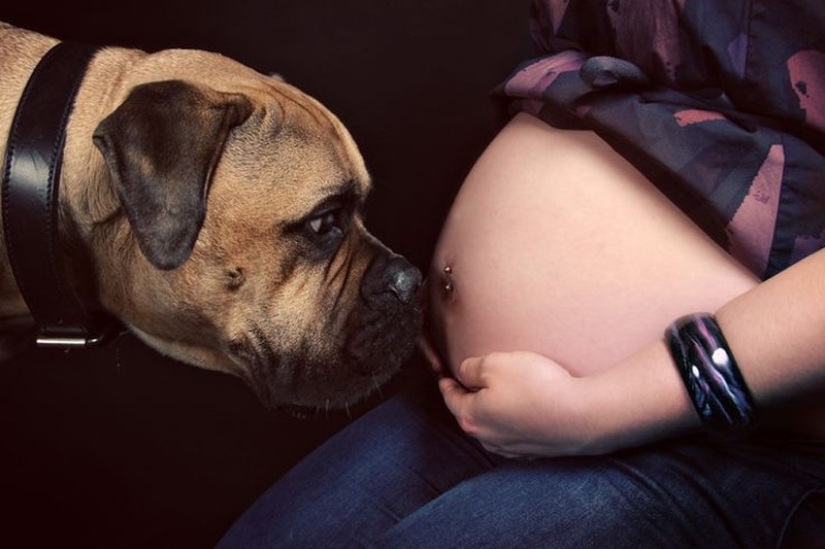 19 perros que realmente esperan tener bebés 19 perros que realmente esperan tener bebés