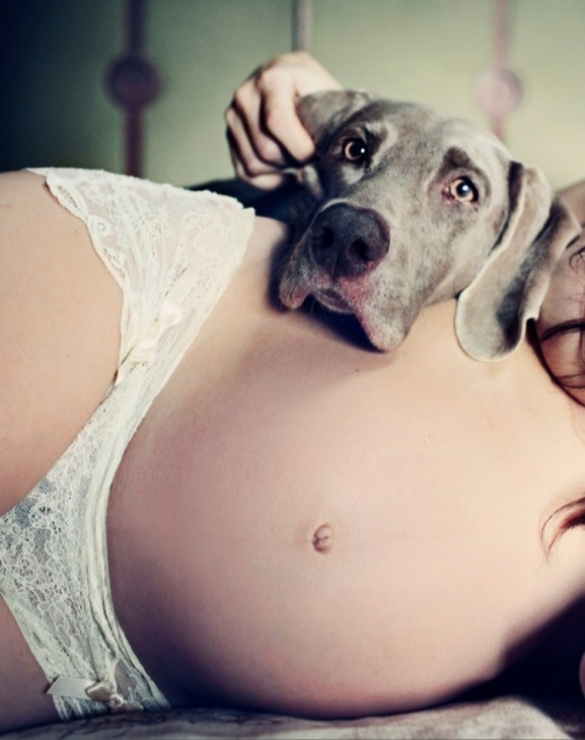 19 perros que realmente esperan tener bebés 19 perros que realmente esperan tener bebés